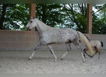 Lusitano, Giumenta, 11 Anni, 158 cm, Grigio