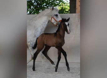 Lusitano, Giumenta, 11 Anni, 158 cm, Grigio