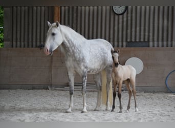 Lusitano, Giumenta, 11 Anni, 158 cm, Grigio