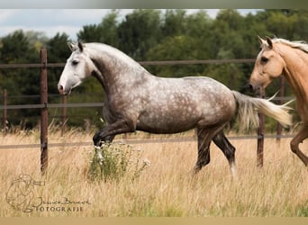 Lusitano, Giumenta, 11 Anni, 158 cm, Grigio