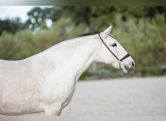 Lusitano, Giumenta, 11 Anni, 162 cm