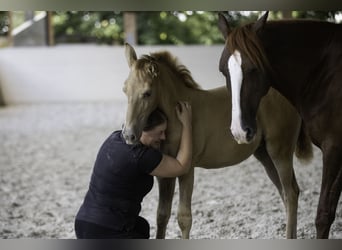 Lusitano, Giumenta, 12 Anni, 157 cm, Pearl