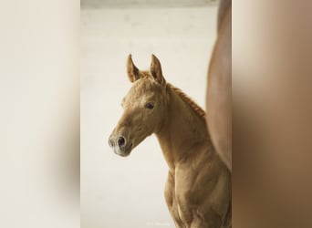 Lusitano, Giumenta, 12 Anni, 157 cm, Pearl