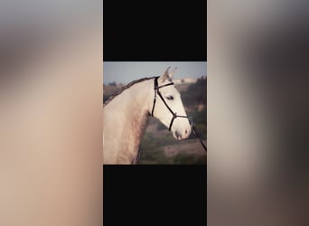 Lusitano, Giumenta, 12 Anni, 160 cm, Grigio