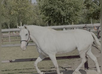 Lusitano, Giumenta, 12 Anni, 160 cm, Grigio