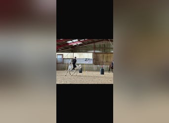 Lusitano, Giumenta, 12 Anni, 160 cm, Grigio
