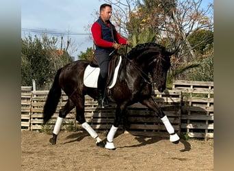 Lusitano, Giumenta, 12 Anni, 161 cm, Morello