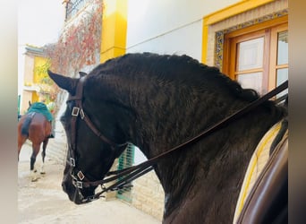 Lusitano, Giumenta, 12 Anni, 161 cm, Morello