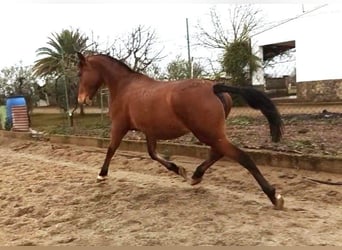 Lusitano, Giumenta, 12 Anni, 163 cm, Baio ciliegia