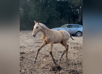 Lusitano, Giumenta, 12 Anni, 167 cm, Baio