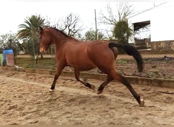 Lusitano, Giumenta, 13 Anni, 163 cm, Baio ciliegia