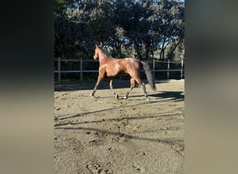 Lusitano, Giumenta, 13 Anni, 165 cm, Baio