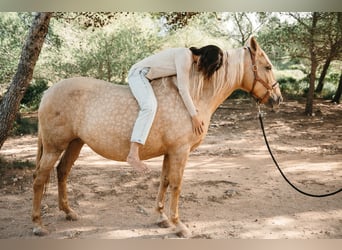 Lusitano, Giumenta, 14 Anni, 160 cm, Palomino