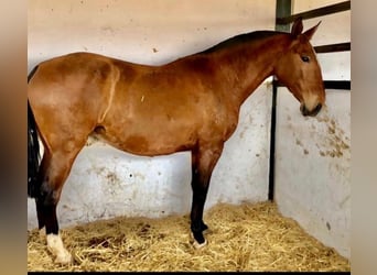 Lusitano, Giumenta, 15 Anni, 165 cm, Baio ciliegia