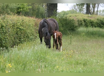 Lusitano, Giumenta, 15 Anni, Sauro scuro