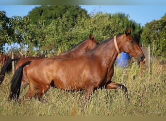 Lusitano, Giumenta, 16 Anni, 164 cm, Baio