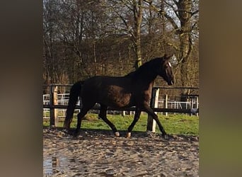 Lusitano, Giumenta, 17 Anni, 158 cm, Morello