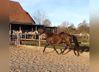 Lusitano, Giumenta, 17 Anni, 158 cm, Morello