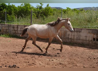 Lusitano Mix, Giumenta, 1 Anno, 140 cm, Pearl