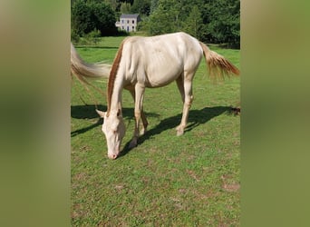 Lusitano, Giumenta, 1 Anno, 155 cm, Pearl