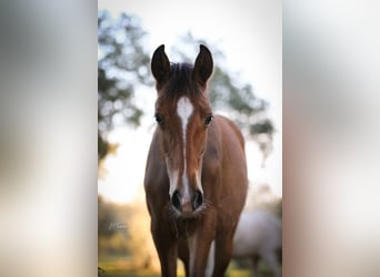 Lusitano, Giumenta, 1 Anno, 158 cm, Baio