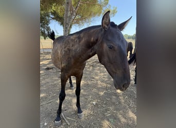 Lusitano, Giumenta, 1 Anno, 162 cm, Morello