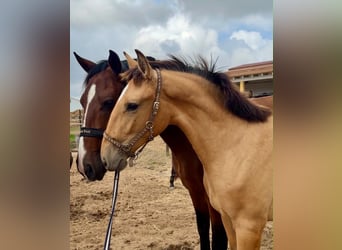 Lusitano, Giumenta, 1 Anno, 163 cm, Pelle di daino