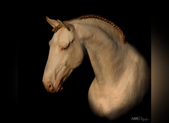 Lusitano, Giumenta, 1 Anno, 163 cm, Pelle di daino