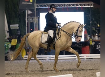 Lusitano, Giumenta, 1 Anno, 163 cm, Pelle di daino