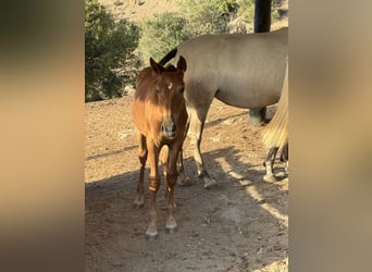 Lusitano Mix, Giumenta, 1 Anno, 165 cm, Sauro scuro