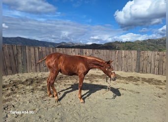 Lusitano Mix, Giumenta, 1 Anno, 165 cm, Sauro scuro