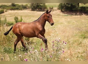 Lusitano, Giumenta, 1 Anno, Baio
