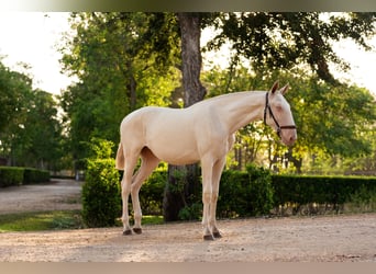 Lusitano, Giumenta, 1 Anno, Cremello