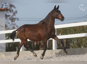 Lusitano, Giumenta, 21 Anni, 162 cm, Falbo baio