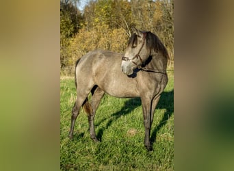 Lusitano, Giumenta, 2 Anni, 146 cm, Grigio