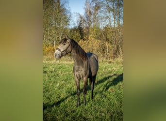 Lusitano, Giumenta, 2 Anni, 146 cm, Grigio