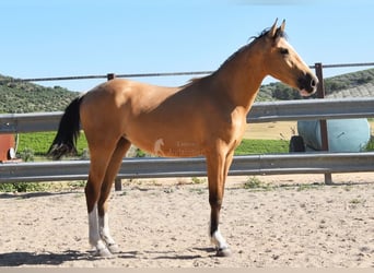 Lusitano, Giumenta, 2 Anni, 148 cm, Falbo