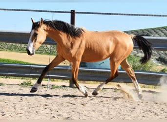 Lusitano, Giumenta, 2 Anni, 148 cm, Falbo
