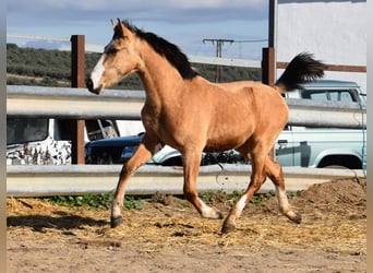Lusitano, Giumenta, 2 Anni, 148 cm, Falbo