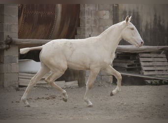 Lusitano, Giumenta, 2 Anni, 150 cm, Cremello