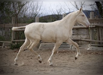 Lusitano, Giumenta, 2 Anni, 150 cm, Cremello