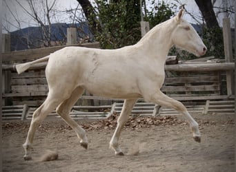 Lusitano, Giumenta, 2 Anni, 150 cm, Cremello