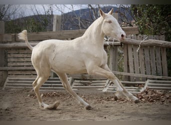 Lusitano, Giumenta, 2 Anni, 150 cm, Cremello