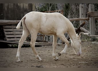 Lusitano, Giumenta, 2 Anni, 150 cm, Cremello