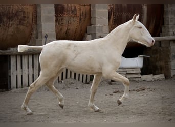 Lusitano, Giumenta, 2 Anni, 150 cm, Cremello