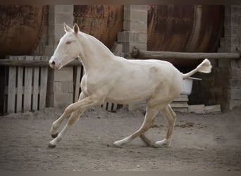 Lusitano, Giumenta, 2 Anni, 150 cm, Cremello