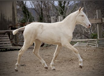 Lusitano, Giumenta, 2 Anni, 150 cm, Cremello