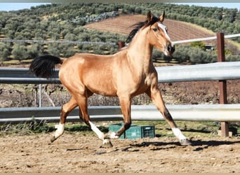 Lusitano, Giumenta, 2 Anni, 150 cm, Falbo