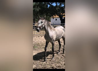 Lusitano, Giumenta, 2 Anni, 152 cm, Grigio