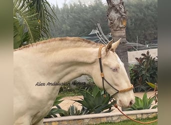 Lusitano, Giumenta, 2 Anni, 152 cm, Perlino